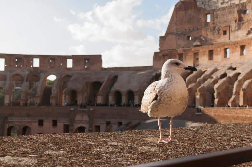 Seagull in the Colosseum ( Coliseum, Colosseo ,also known as the Flavian Amphitheatre )