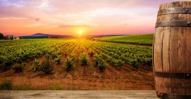 Things to do in Tuscany - Ripe wine grapes on vines in Tuscany, Italy. Picturesque wine farm, vineyard. Sunset warm light