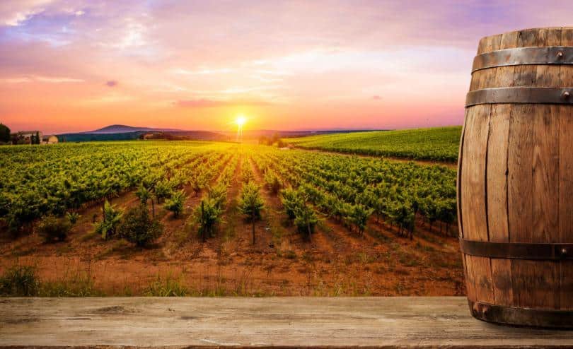 Things to do in Tuscany - Ripe wine grapes on vines in Tuscany, Italy. Picturesque wine farm, vineyard. Sunset warm light