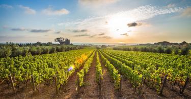 Things to do in Tuscany - Tuscan vineyards The sunset on the vineyards of the Bolgheri wine.