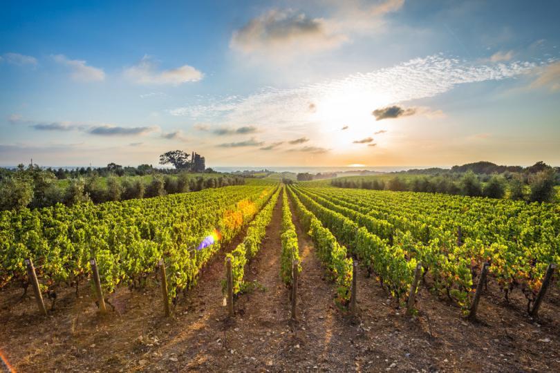 Things to do in Tuscany - Tuscan vineyards The sunset on the vineyards of the Bolgheri wine.