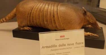 Civic Museum of Zoology Tickets