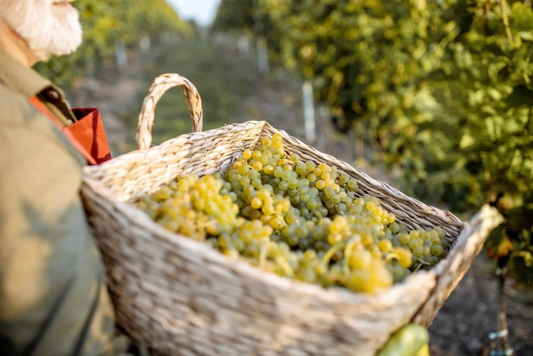 Frascati Wine Tasting Tour from €49 - Discover Rome's Hidden Gem