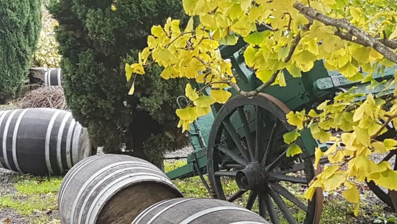 frascati wine tour